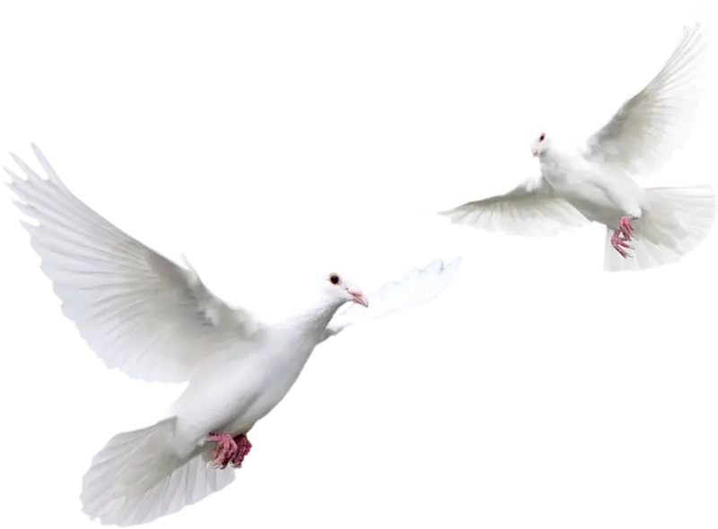 white pigeons